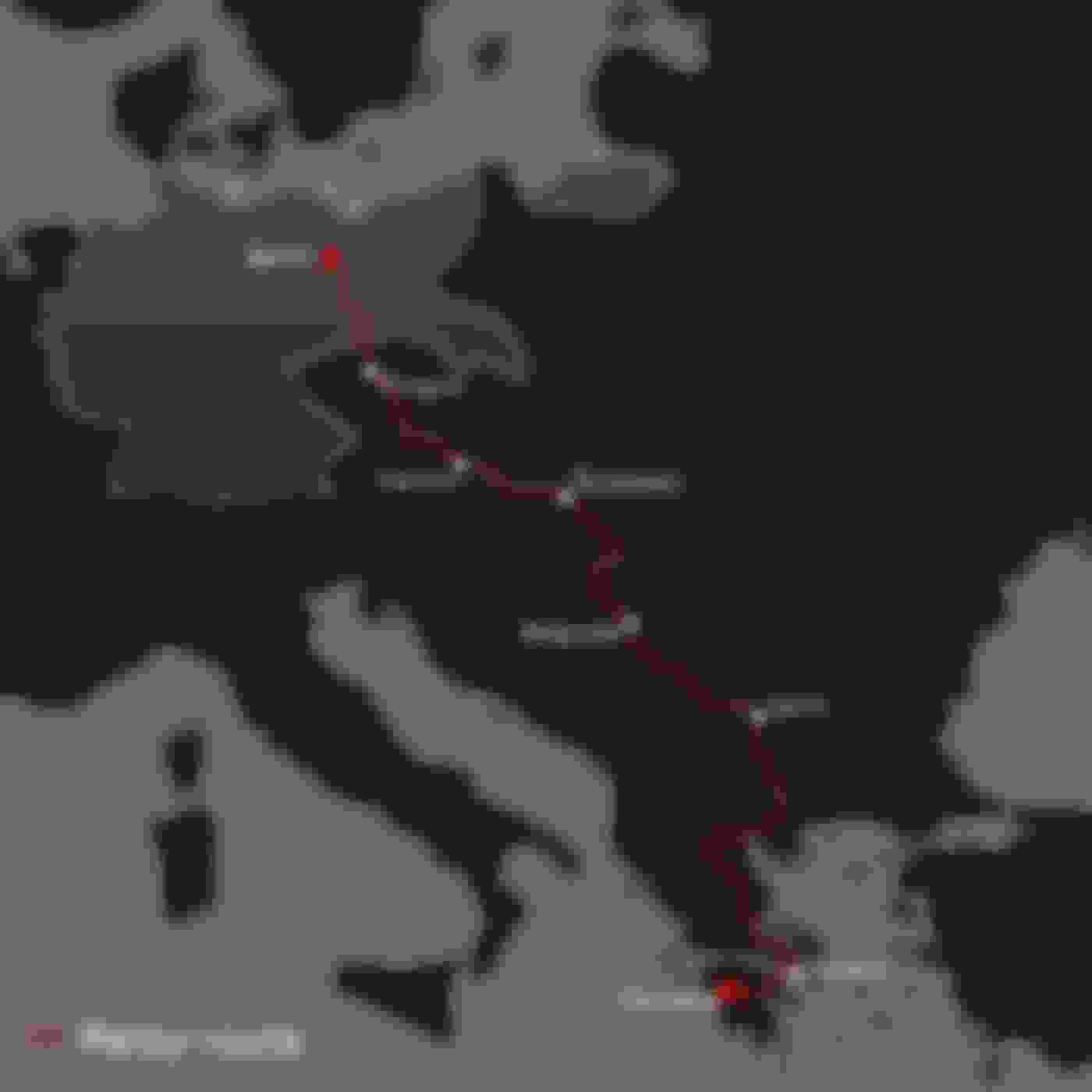 ベルリン1936オリンピック聖火リレー ハイライト