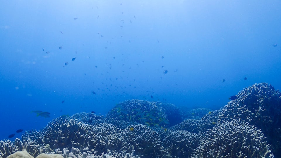 Eastern Kyushu and Okinawa highlights