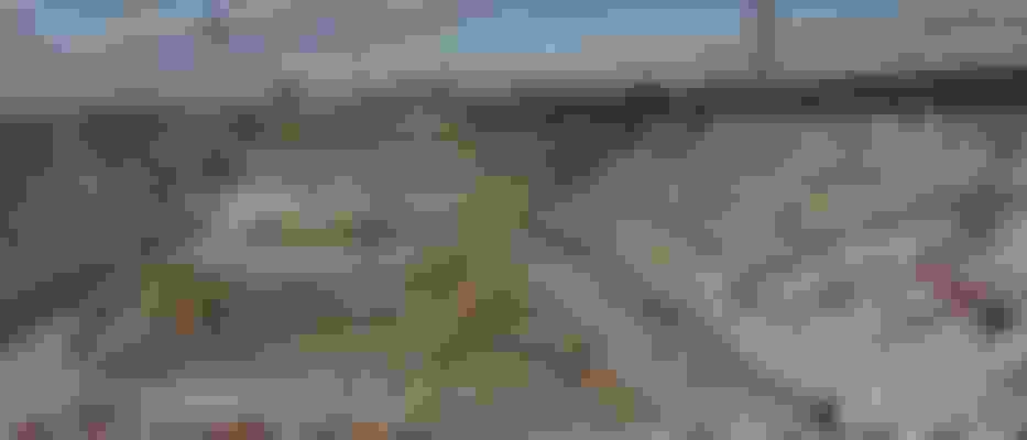 Calgary 1988 Winter Olympics Athletes, Medals & Results